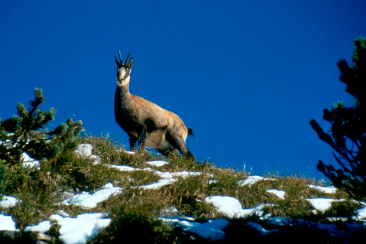 Ein typischer, sehr häufiger Alpenbewohner - die Gämse. Foto: M. Scheuermann