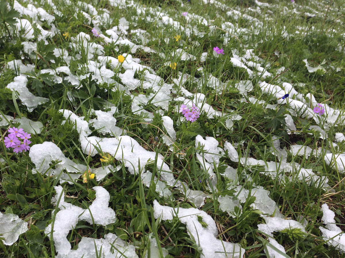 Mehlprimeln im sommerlichen Wintereinbruch. Foto: DAV/Nadine Ormo 