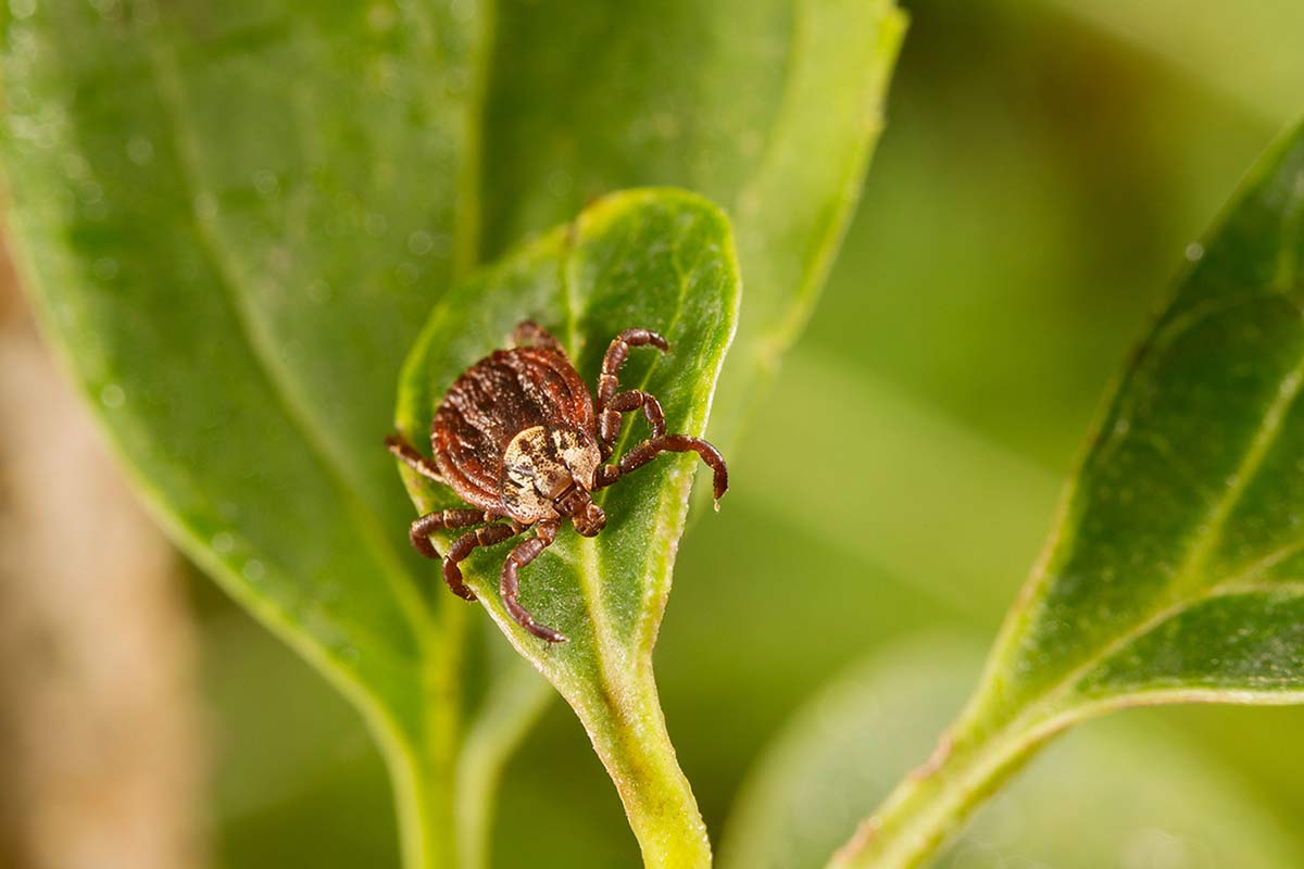 Zecken nehmen gerne exponierte Plätze im Grünen ein - und werden von Wandernden abgestreift. Foto: Pfizer/www.zecken.de